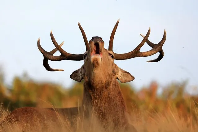 A Red Deer stag roars in Bushy Park on September 26, 2023 in London, United Kingdom. Autumn sees the start of the “Rutting” season where the large Red Deer stags can be heard roaring and barking in an attempt to attract females. (Photo by James Wendlinger/Getty Images)