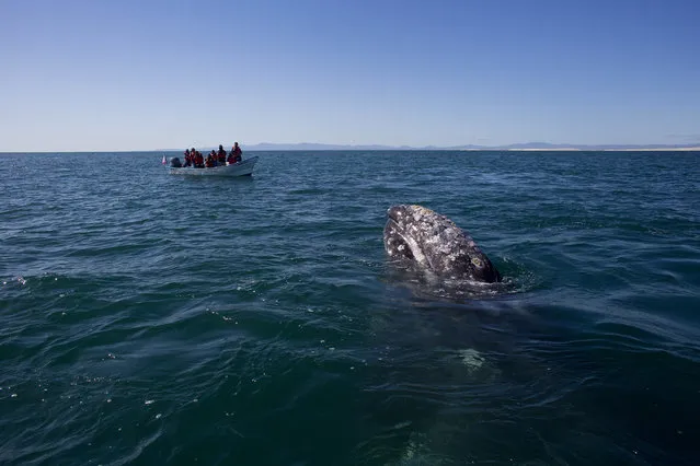 In this March 3, 2015 photo, visitors aboard a boat watch as a gray whale surfaces in the Pacific Ocean waters of the San Ignacio lagoon, near the town of Guerrero Negro, in Mexico's Baja California peninsula. Hunted to the edge of extinction in the 1850's after the discovery of the calving lagoons, and again in the early 1900's with the introduction of floating factories, the gray whale was given full protection in 1947 by the International Whaling Commission. (Photo by Dario Lopez-Mills/AP Photo)