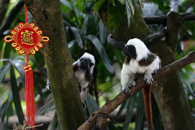 Two cotton-top tamarins look at a lunar new year decoration at the Wildlife Reserves Singapore zoological garden on January 27, 2016. The Singapore zoo has over 30 monkey species including the rare cotton-top tamarin, Javan langur and golden-headed lion tamarin. (Photo by Roslan Rahman/AFP Photo)