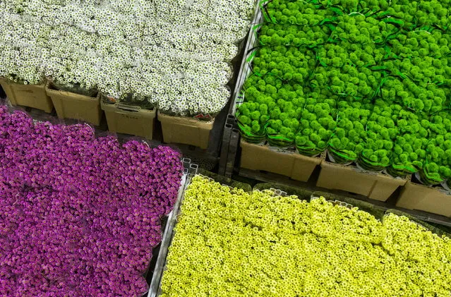 NETHERLANDS: Flowers are seen at the Royal FloraHolland flower market in Aalsmeer, the Netherlands, March 16, 2016. (Photo by Yves Herman/Reuters)