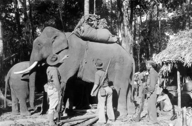 The day's hike is over. The elephants having left later, catch up with the party. The soldiers are looking for their bedding in India on February 20, 1943. Left to right: Corps. Darrall McAfee of Sedan, Kansas Pvt. Jimmie M. Bartlett H. Hohn of San Francisco, California. The American soldiers sometimes had trouble getting their bedding as the elephant party did not always arrive on time because the elephants were partly wild. This was solved by having the Nagas carry all the bedding. (Photo by AP Photo)