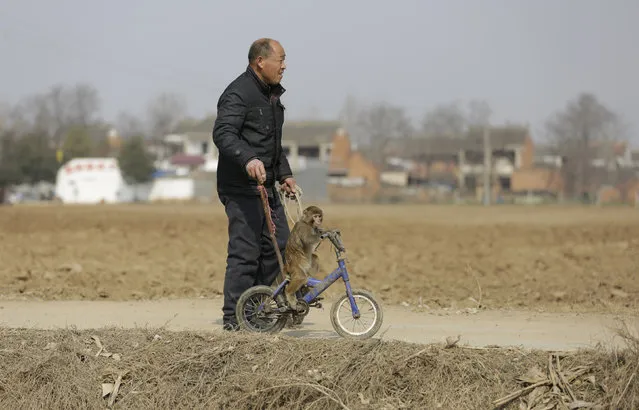 Folk artist Zhang Zhijiu guides his monkey on a bicycle along a path of a field after a traditional performance at Baowan village, in Xinye county of China's central Henan province, February 3, 2016. (Photo by Jason Lee/Reuters)