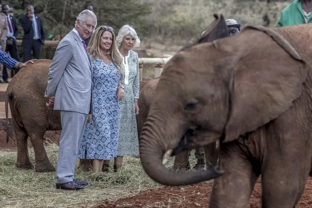 From left, Britain's King Charles III, Sheldrick Wildlife Trust CEO Angela Sheldrick  and Britain's Queen Camilla look at an elephant during a visit to the Sheldrick Elephant Orphanage, on the outskirts of Nairobi, Kenya, Wednesday, November 1, 2023. Photo by (Luis Tato, Pool via AP Photo)