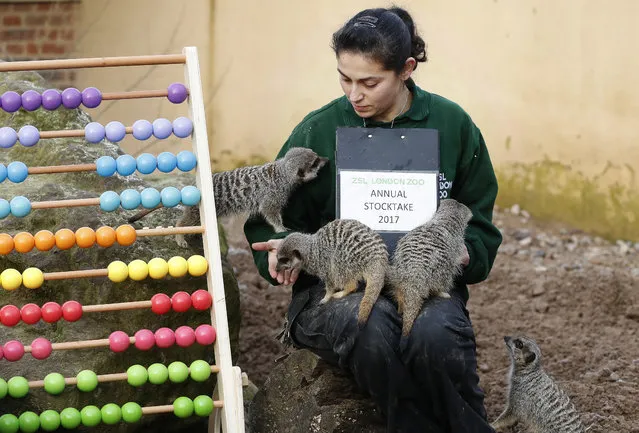 Keeper Veronica Heldt feeds the Meerkats during a photo call for the annual stock take at London Zoo in London, Tuesday, January 3, 2017. Caring for more than 750 different species, ZSL London Zoo's keepers face the challenging task of tallying up every mammal, bird, reptile, fish and invertebrate at the Zoo. (Photo by Kirsty Wigglesworth/AP Photo)