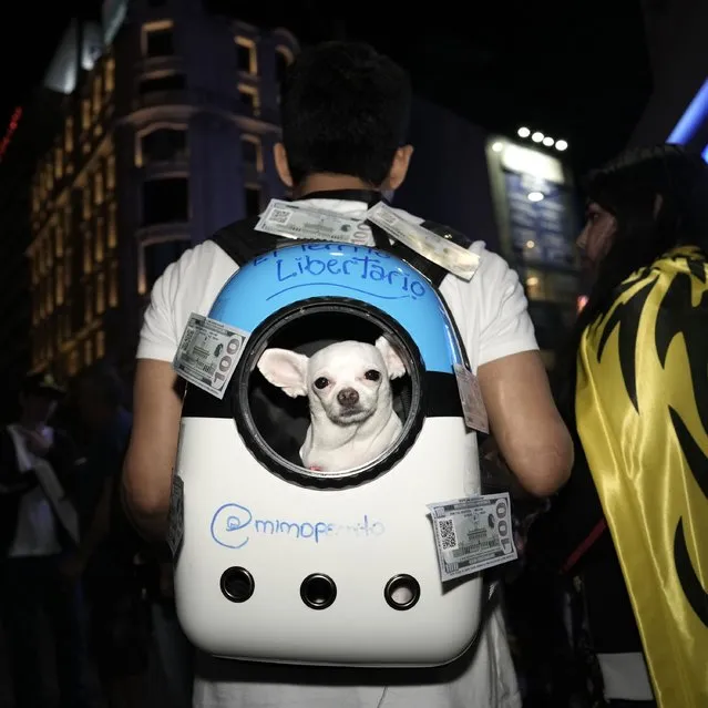 Fernando de los Rios carries his dog Luti in a backpack as he attends a rally supporting presidential hopeful Javier Milei in Buenos Aires, Argentina, Sunday, November 5, 2023. Milei has gone from being a television talking head that garnered high ratings with his unrestrained outbursts against the “political caste” that he blamed for Argentina's perennial economic woes to a frontrunner for the presidency. A presidential runoff election is set for Nov. 19. (Photo by Rodrigo Abd/AP Photo)