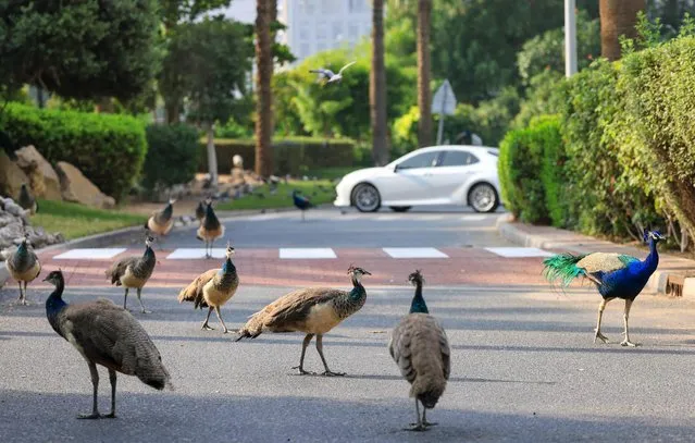 Peacocks cross a pedestrian walkway on Sheikh Zayed Road in Dubai on November 21, 2023. (Photo by Karim Sahib/AFP Photo)