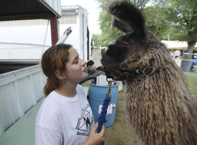Melanie Kiell, 14, of Niles, Mich., kisses her llama “Ray Ray” while waiting to show Thursday, August 19, 2021, at the Berrien County Youth Fair in Berrien Springs, Mich. (Photo by Don Campbell/The Herald-Palladium via AP Photo)
