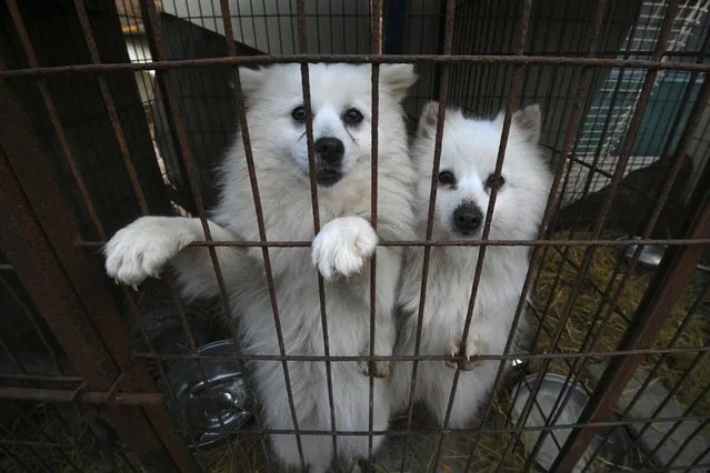 Dogs look out from a cage at a dog farm during a rescue event, involving the closure of the farm organised by the Humane Society International (HSI), in Hongseong on February 13, 2019. This farm is a combined dog meat and puppy mill business with almost 200 dogs and puppies on site. HSI provides a solution to help dog meat farmers give up their business as a growing number of South Koreans oppose the cruelty of the dog meat industry. (Photo by Jung Yeon-je/AFP Photo)