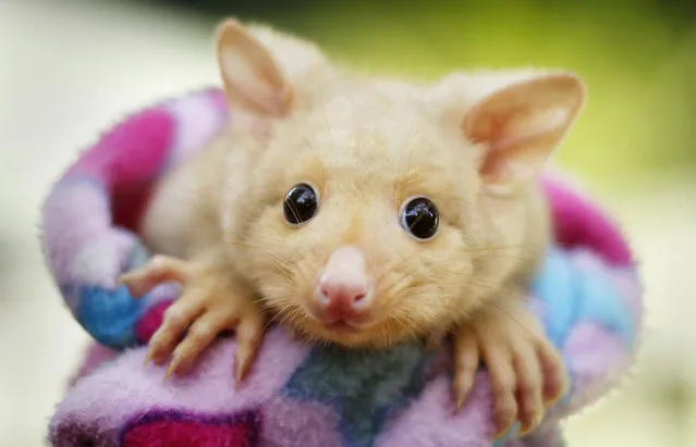 An animal keeper wraps a six-month-old Golden Brushtail Possum in a blanket at Wildlife Sydney animal park March 7, 2012. Although rare, the Golden Brushtail Possum is still found in the wild in areas of Tasmania, an island state south of the Australian mainland. (Photo by Tim Wimborne/Reuters)