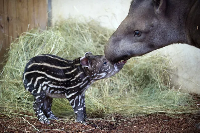 A young male tapir, born on November 12, 2013, stands next to his mother at the Zooparc of Beauval in Saint-Aignan, central France, on November 20, 2013. (Photo by Guillaume Souvant/AFP Photo)