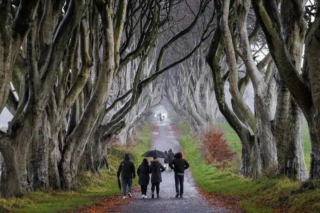 Work has started to remove six beech trees and prune several others in the Dark Hedges in Co Antrim, Northern Ireland on November 20, 2023. (Photo by Liam McBurney/PA Wire Press Association)