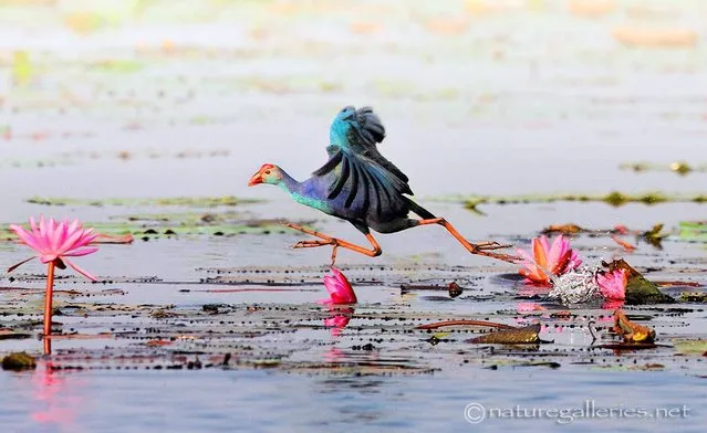 Wildlife Photography By Sompob Sasi-smit