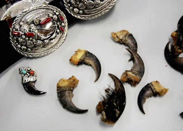 Freshly harvested black bear claws and some jewelry made from them are recent arrivals at the U.S. Fish and Wildlife Service Wildlife Property Repository in Commerce City, Colorado March 22, 2007. (Photo by Rick Wilking/Reuters)