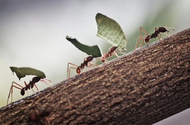 A picture made available on 17 February 2014 shows leafcutter ants transport small pieces of blackberry leaves at the zoo of Frankfurt Main, Germany, 14 February 2014. Leafcutter ants cut the leaves to serve as the nutritional substrate for their fungal cultivars. The ants are among the smallest animals of the Frankfurt Zoo. (Photo by Frank Rumpenhorst/EPA)