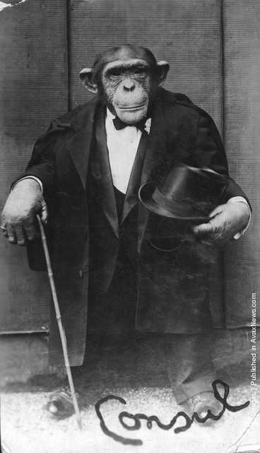 1925: A Chimpanzee posing in a top hat and tails