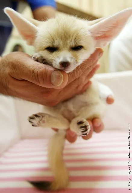 Baby Fennec Fox