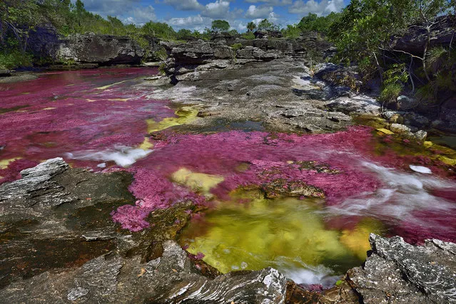 Cano Cristales is the “River of Five Colors” when aquatic plants that grow in its waters become red and when the Sun plays with water, yellow sand, and blue sky. (Photo by Olivier Grunewald)