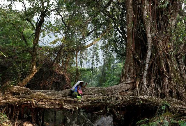 Stanley Mawa, 57, a porter, carries election material as he crosses a root bridge to reach a remote polling station, ahead of the first phase of the election, in Shillong in the northeastern state of Meghalaya, India, on April 17, 2024. (Photo by Adnan Abidi/Reuters)