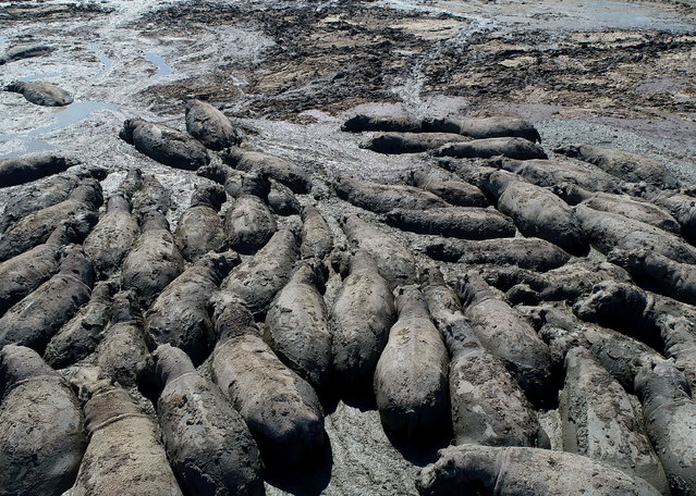 This aerial view shows hippos stuck in a dried up channel near the Nxaraga village in the Okavango Delta on the outskirts of Maun on April 25, 2024. A drought across southern Africa has been driven mostly by the El Nino weather pattern, not climate change, scientists said. Zambia, Zimbabwe and Malawi have declared a national disaster over the severe dry spell that started in January and has devastated the agricultural sector, decimating crops and pastures. Scientists at the World Weather Attribution (WWA) research group found global warming had little to do with it. In a study focusing on Zimbabwe, Botswana, Zambia and Mozambique, researchers analysed historical weather data for the period from December to February – the peak of the rainy season. They found rainfall has actually increased in the region as the planet warms. But effective precipitation has remained the same, likely because higher temperatures lead to more water evaporation, they said. On the other hand, El Nino, a recurring natural weather phenomenon, brought fewer showers, increasing the likelihood of severe droughts, the data showed. (Photo by Monirul Bhuiyan/AFP Photo)