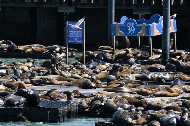 A view of sea lions at Pier 39 as officials say a record number of sea lions seeing the largest gathering in 15 years, in San Francisco, California, United States on May 1, 2024. (Photo by Tayfun Coskun/Anadolu via Getty Images)