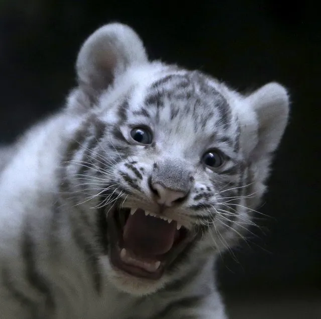 A newly born Indian white tiger cub yawns in its enclosure at Liberec Zoo, Czech Republic, April 25, 2016. (Photo by David W. Cerny/Reuters)