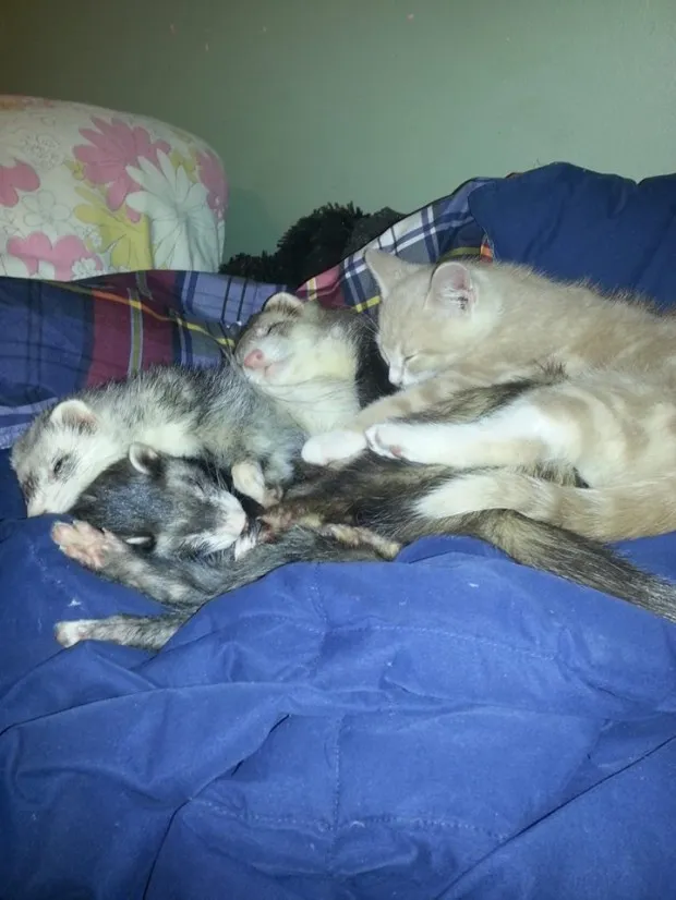 Unlikely Friendship of a Kitten and Ferrets