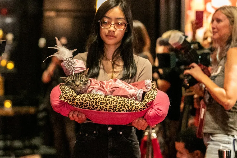 New York Cat Fashion Show 2019