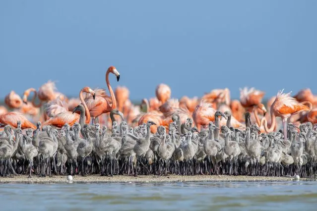 Thousands of Caribbean flamingos huddle together at the Rio Lagartos Biosphere Reserve in Mexico’s southeastern state of Yucatan in January 2022. The grey young birds will turn pink over the first couple of years of their lives thanks to the pigment in algae and invertebrates that they eat. (Photo by Hao Jiang/Solent News)