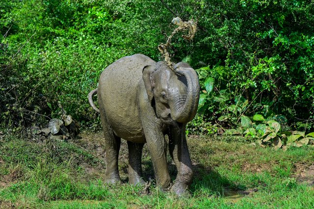 A Sri Lankan elephant roams in Udawalawe National Park in Udawalawe on June 15, 2024. (Photo by Ishara S.Kodikara/AFP Photo)