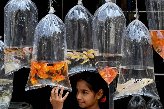 A child checks out ornamental fish displayed at a pet shop in Chennai on February 17, 2022. (Photo by Arun Sankar/AFP Photo)