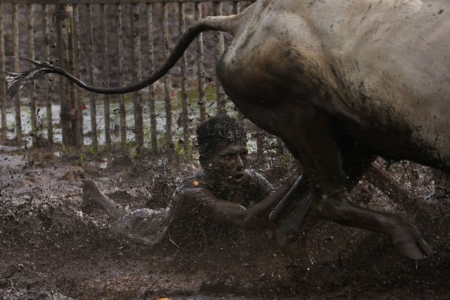 A farmer holds onto the reins as he slides through mud behind his speeding oxen during a traditional oxen plow race known as Nangarni Spardha at Dervan village in Ratnagiri district, in the Indian state of Maharashtra, Thursday, August 22, 2024. (Photo by Rajanish Kakade/AP Photo)