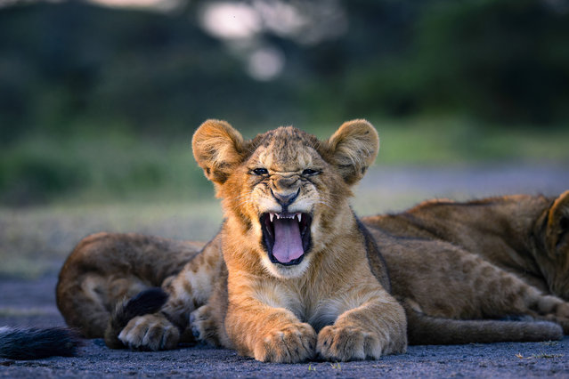 A lion cub practices his roar in the Serengeti National Park in Tanzania in March 2024. (Photo by Leighton/Caters News Agency)