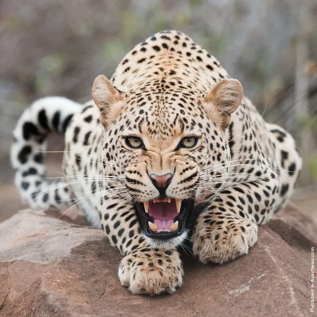 Lepard. Hoedspruit, Limpopo, South Africa; August 24, 2010