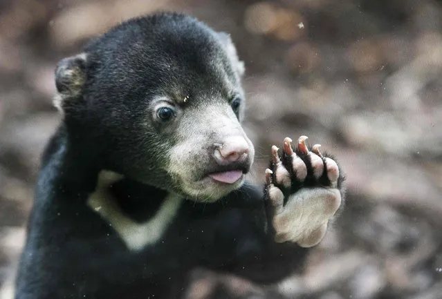 One of the two young Malaysian bears goes outside for the first time at the Burgers Zoo in Arnhem, The Netherlands, on July 26, 2019. The two bear cubs spent the first months of their lives in the maternity ward with their mother since their birth on May 7. (Photo by Piroschka van de Wouw/ANP/AFP Photo)