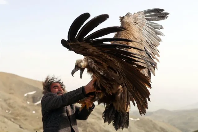 A man holds a cinereous vulture before a bird release in nature in Van, Turkiye on April 19, 2022. A number of wild birds treated at Wild Animal Conservation and Rehabilitation Center after they have founded injured by hunters around Lake Van Basin. (Photo by Ozkan Bilgin/Anadolu Agency via Getty Images)