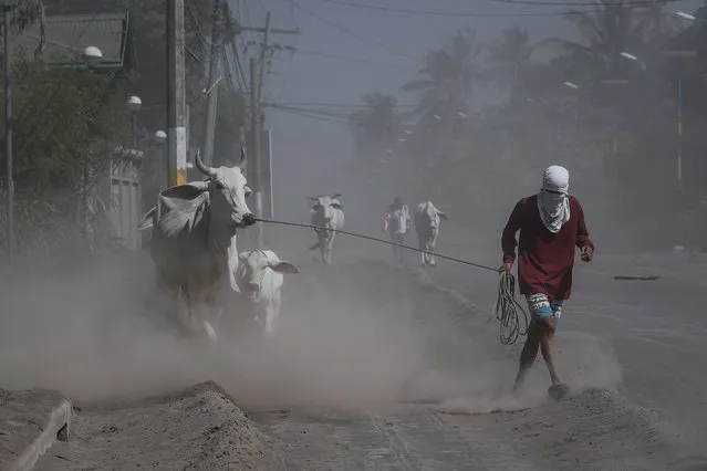 Residents pull their cows along a road in Agoncillo, Batangas, Philippines, 16 January 2020. The Philippine Institute of Volcanology and Seismology (PHIVOLCS) has kept the alert level at four, following Taal Volcano's eruption on 12 January 2020. (Photo by Mark R. Cristino/EPA/EFE)