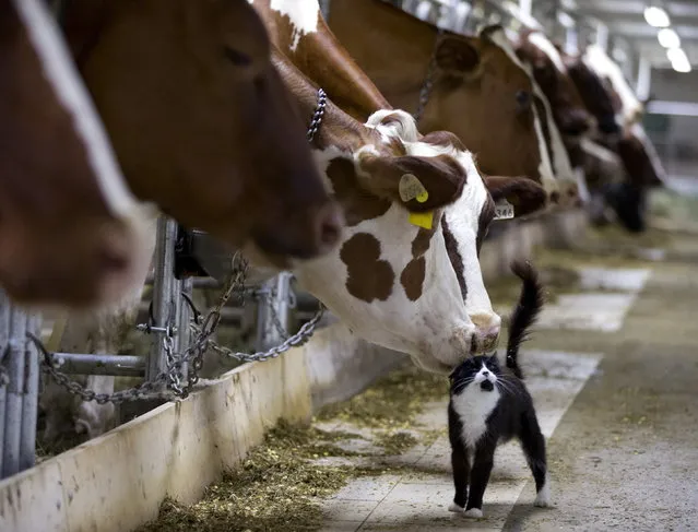 Dairy cows nuzzle a barn cat as they wait to be milked at a farm in Granby, Quebec July 26, 2015. (Photo by Christinne Muschi/Reuters)