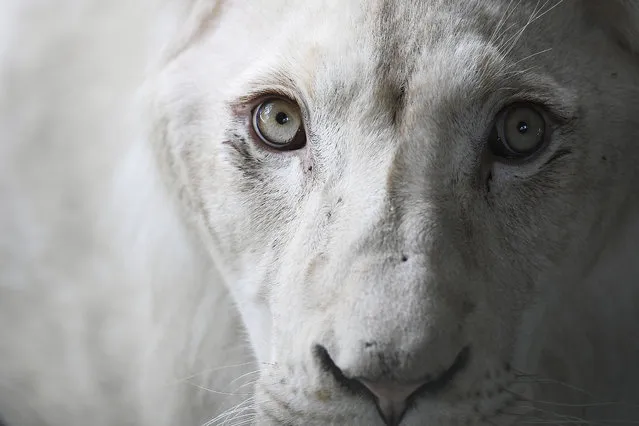 A South African white lion rests in a quarantine cage after it was brought from the Czech Republic to the Caricuao Zoo of Caracas, Venezuela, Thursday, June 2, 2022. Four South African white lions arrived a few weeks ago as part of an effort to increase the number of specimens and strengthen the country's parks. (Photo by Matias Delacroix/AP Photo)