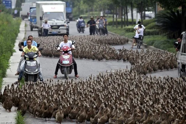 Farmers herd a flock of ducks along a street towards a pond as residents drive next to them in Taizhou, in China’s Zhejiang province, June 17, 2012
