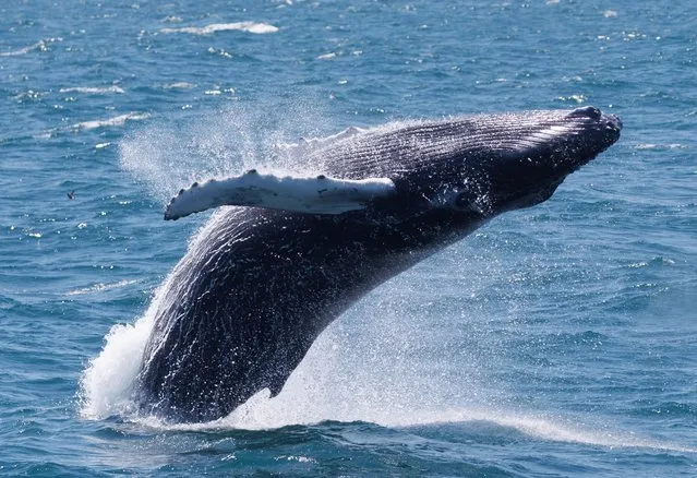 A young humpback whale, megaptera novaeangliae, breaches while feeding in the waters of the Stellwagen Bank National Marine Sanctuary off the coast of Provincetown, Massachusetts, USA, 22 June 2022. The National Oceanic and Atmospheric Administration is set to release newly proposed rules for the shipping industry to protect another species of whale, the North Atlantic right whale. (Photo by C.J.Gunther/EPA/EFE)