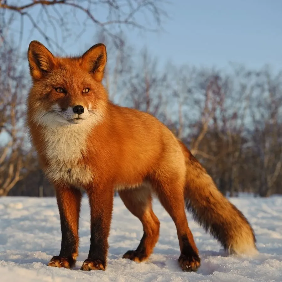 Fox's Kamchatka by Sergey Gorshkov
