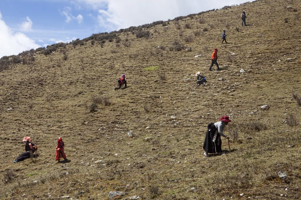 Himalayan Viagra