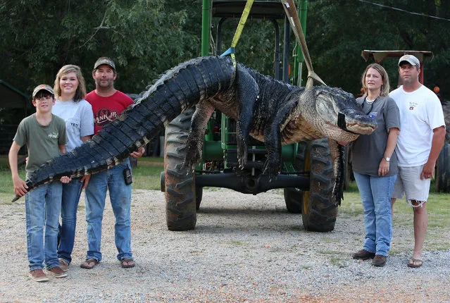 In this Saturday, August 16, 2014 photo, a monster alligator weighing 1011.5 pounds measuring 15-feet long is pictured in Thomaston, Ala. The alligator was caught in the Alabama River near Camden, Ala., by Mandy Stokes at right, along with her husband John Stokes, at her right, and her brother-in-law Kevin Jenkins, left, and his two teenage children, Savannah Jenkins, 16, and Parker Jenkins, 14, all of Thomaston, Ala. (Photo by Sharon Steinmann/AP Photo/Al.com)