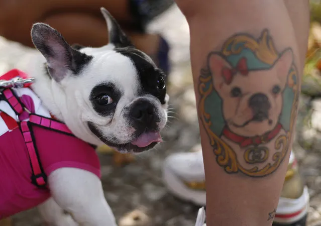 Gucci stands next her owner that has a tattoo of her during the “Blocao” dog carnival parade in Rio de Janeiro, Brazil, Saturday, February 14, 2015. (Photo by Silvia Izquierdo/AP Photo)