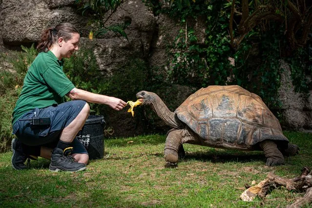 Reptile keeper Laura Cosgrove feeds pumpkin flowers as she conducts a close health check on 40-year-old Helen, the Giant Tortoise, at Bristol Zoo Gardens on Wednesday August 31, 2022, ahead of its closure in Saturday. The attraction is to close after 186 years and is set to move to a site in south Gloucestershire after its site in Clifton was sold to cover funding shortfalls caused by the pandemic and a general fall in visitor numbers. (Photo by Ben Birchall/PA Images via Getty Images)
