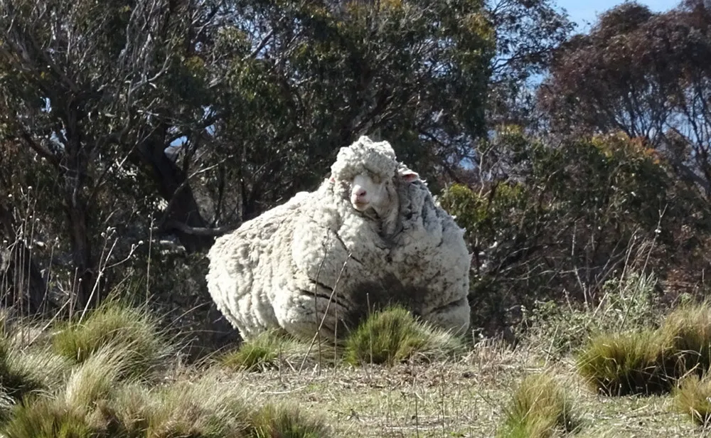 The Sheep who was Almost Killed by His Own Fleece