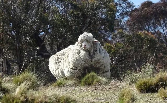 An undated handout photo obtained on September 2, 2015 from the RSPCA shows a giant woolly sheep on the outskirts of Canberra as Australian animal welfare officers put out an urgent appeal for shearers after finding the sheep with wool so overgrown its life was in danger. The very woolly merino sheep was spotted wandering on its own near Mulligan Flats, a grassy woodland just outside the capital Canberra, by bushwalkers who alerted local RSPCA officers. (Photo by AFP Photo/RSPCA)