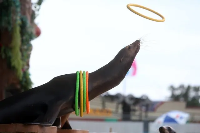 Zoey, a sea lion, catches a plastic ring round her neck as she performs as part of the Sea Lion Splash show  September 7, 2012, in Gottschalk Park at the Kansas State Fair in Hutchinson, Kan. (Photo by Travis Morisse/AP Photo)