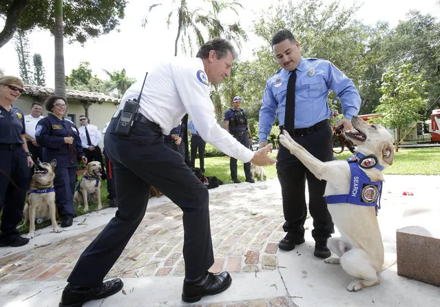 City of Fort Lauderdale, Fla., Fire Chief Robert Hoecherl, left, shakes paws with the department's new FEMA trained rescue dog, “RIT”, as his handler Rolando Busto, center, looks on after a ceremony in which “RIT” received his Fort Lauderdale Fire-Rescue badge, Monday, September 15, 2014 in Fort Lauderdale. (Photo by Wilfredo Lee/AP Photo)