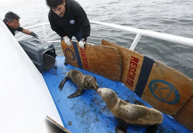 Carlos Yaipen (R), Director of Animal Science and Well-being Organization (ORCA), and a volunteer release sea lions named Fabiana and Job on the deck of a boat in front of Palomino island, in Callao, Peru, September 12, 2015. (Photo by Mariana Bazo/Reuters)